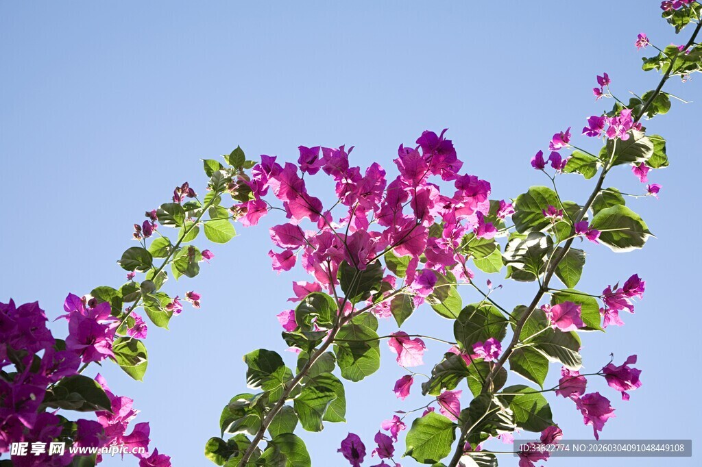绽放的三角梅蓝天作衬