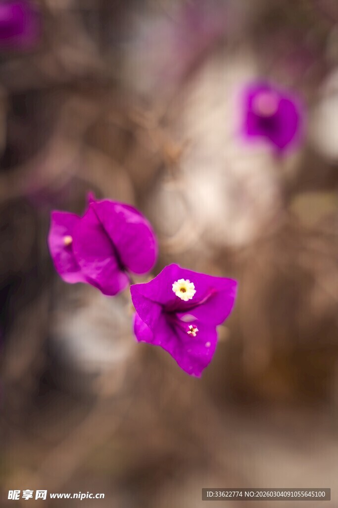 艳丽紫三角梅特写