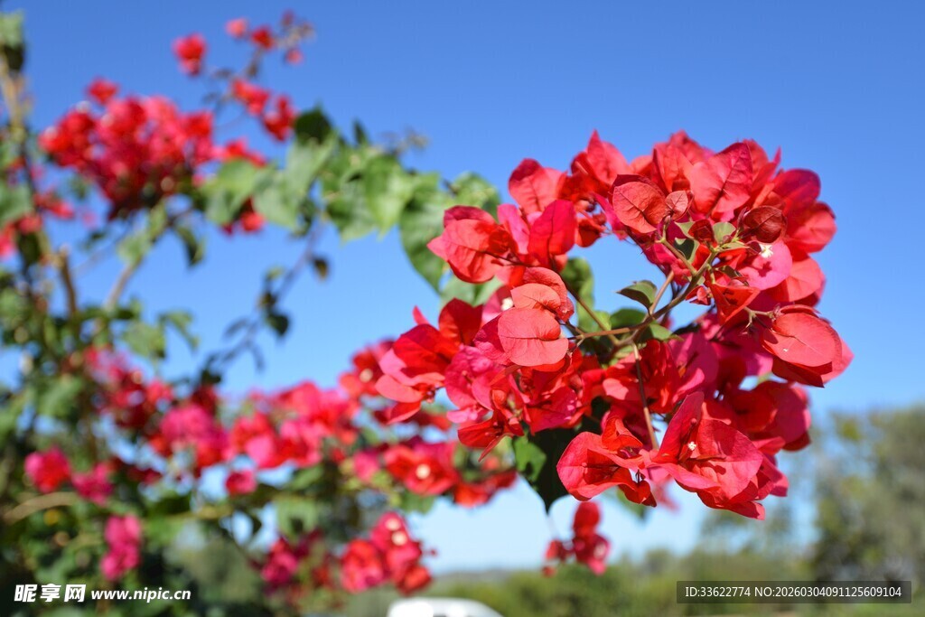 艳丽三角梅绽放蓝天之下