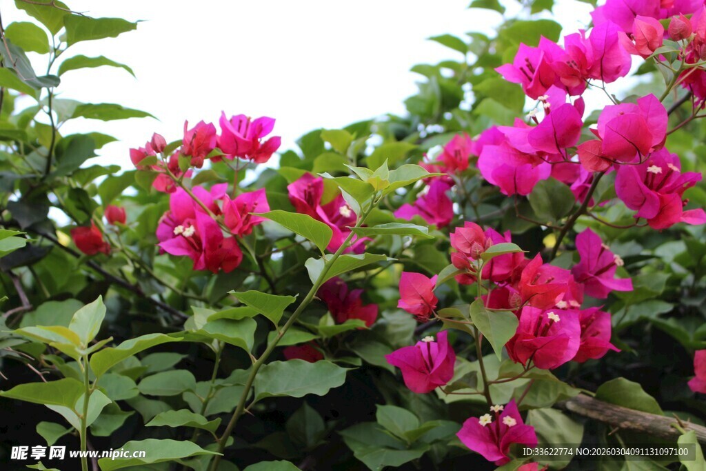 艳丽三角梅绽放绿叶间