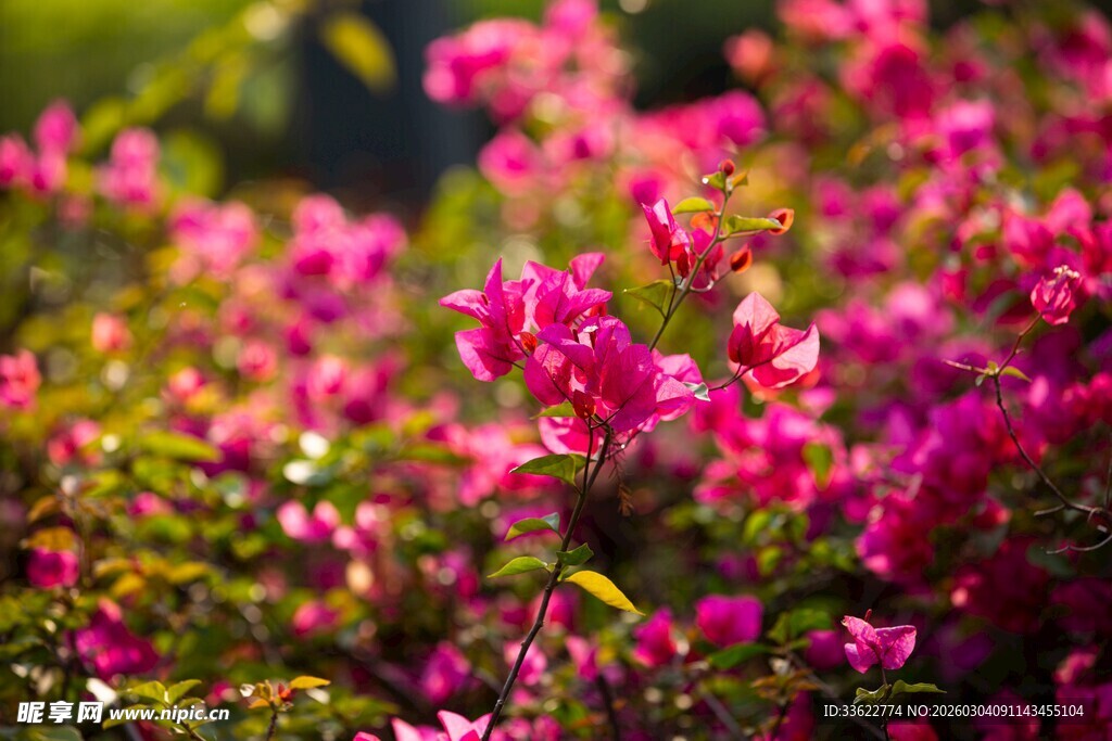 艳丽三角梅绽放生机