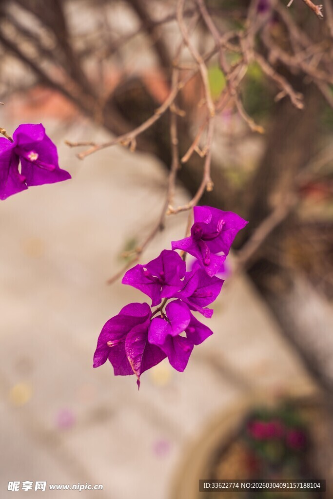 枝头绽放的艳丽紫三角梅