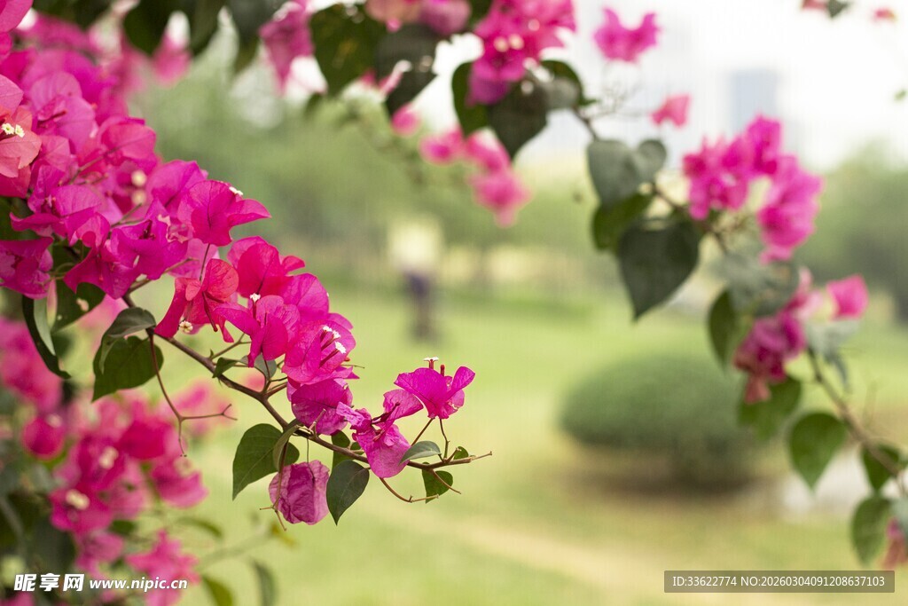 娇艳三角梅绽放于枝头