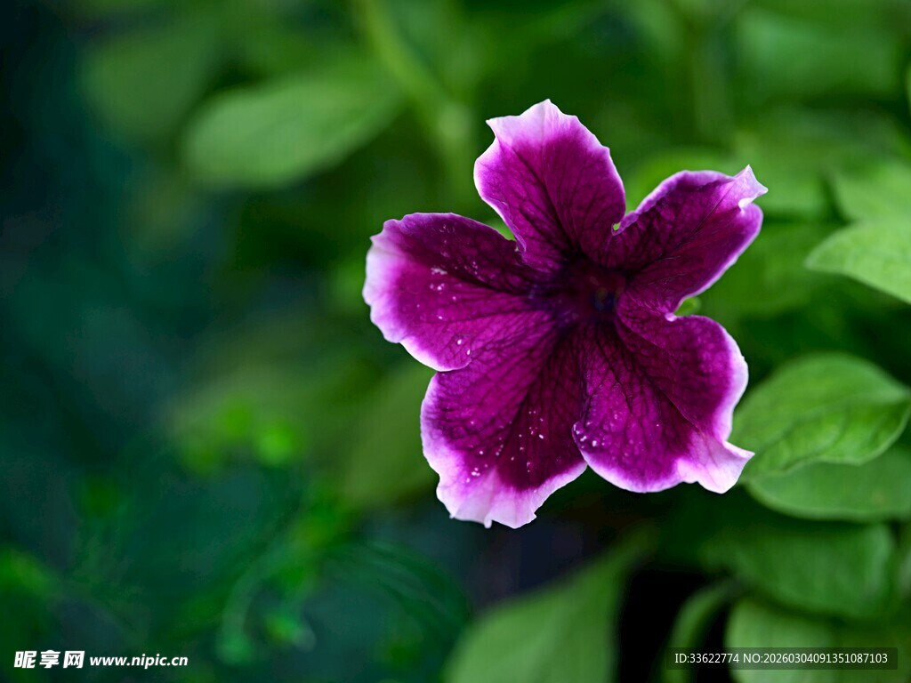 紫色花瓣的美丽花卉