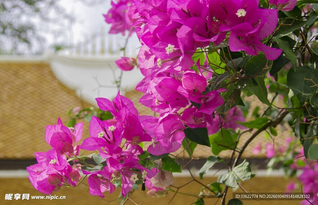 娇艳三角梅绽放