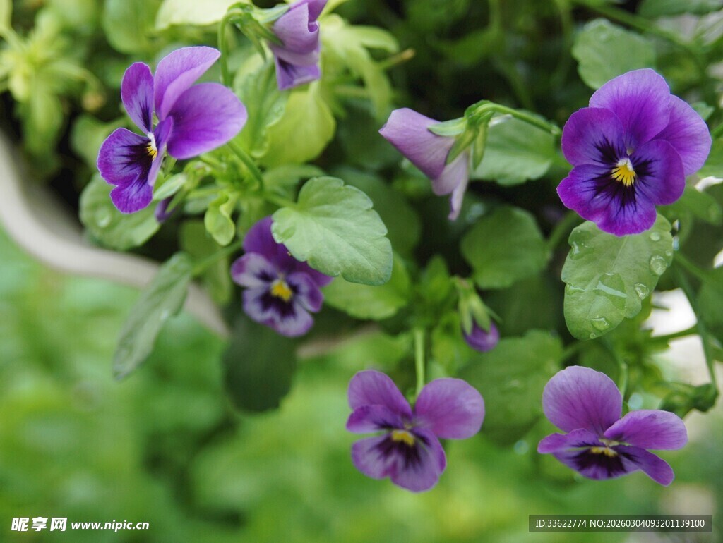 紫色三色堇盆栽花卉