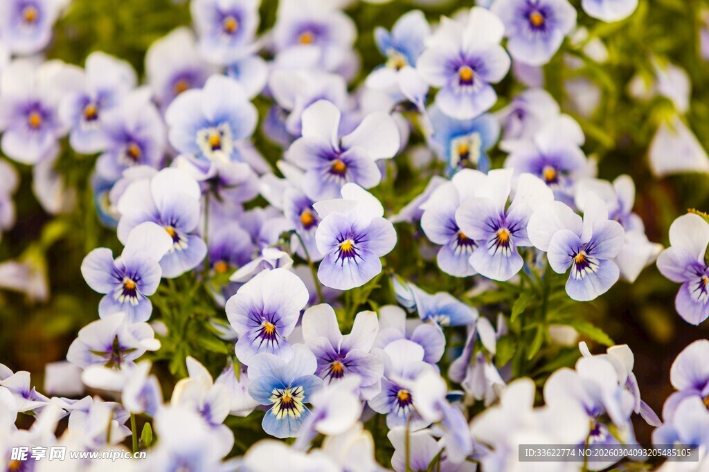 三色堇绽放的美丽瞬间