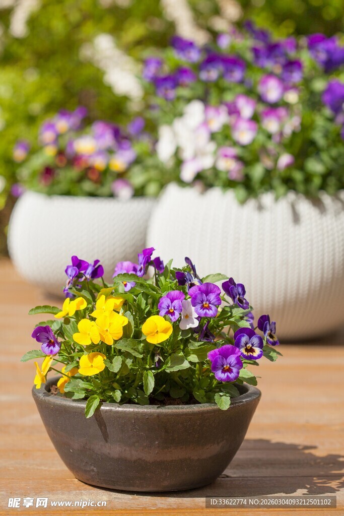 多彩盆栽装点户外空间