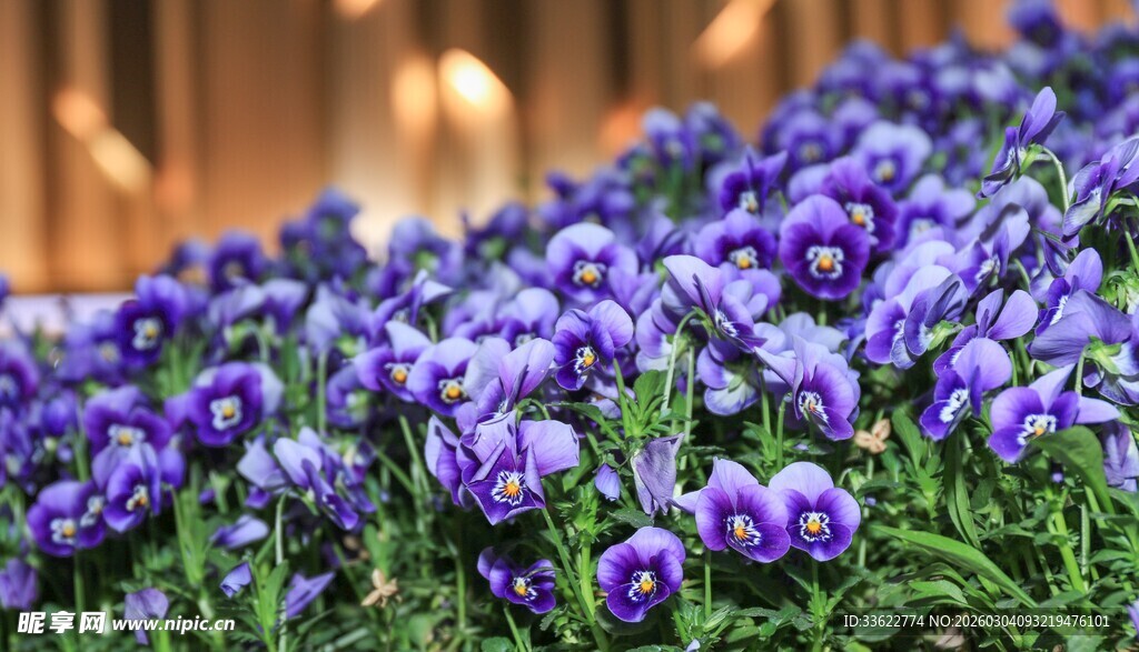 紫色三色堇花丛