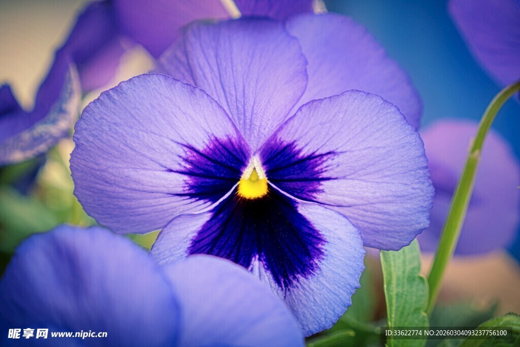 紫色三色堇特写