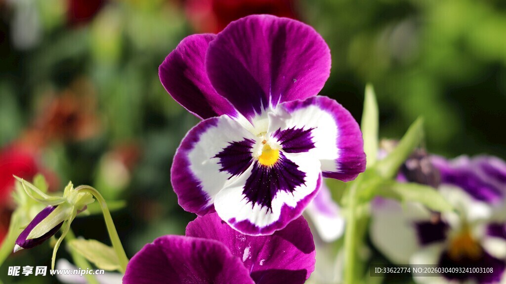 紫色三色堇绽放