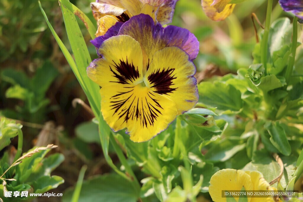 三色堇绽放于绿意中