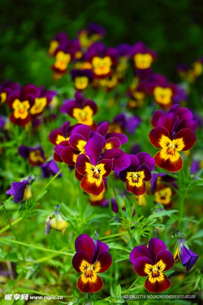 三色堇绽放于翠绿草丛