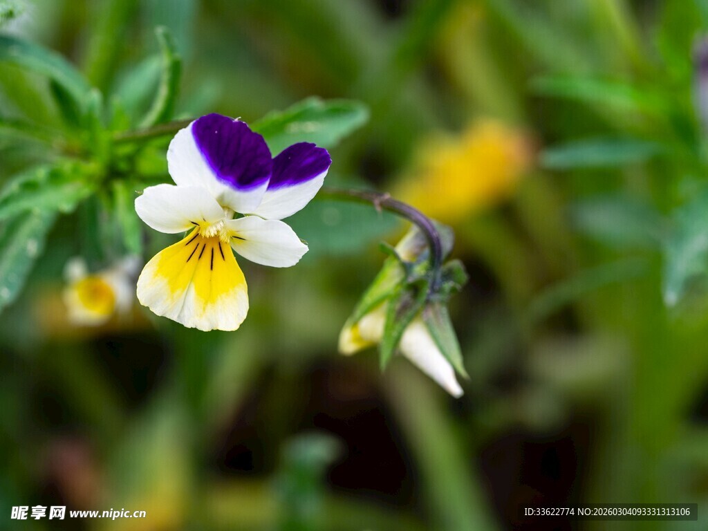三色堇花朵特写