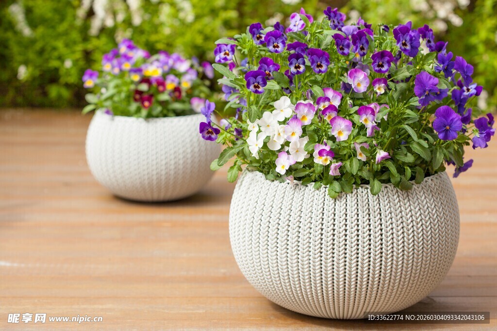 白色花盆中的绚烂花卉