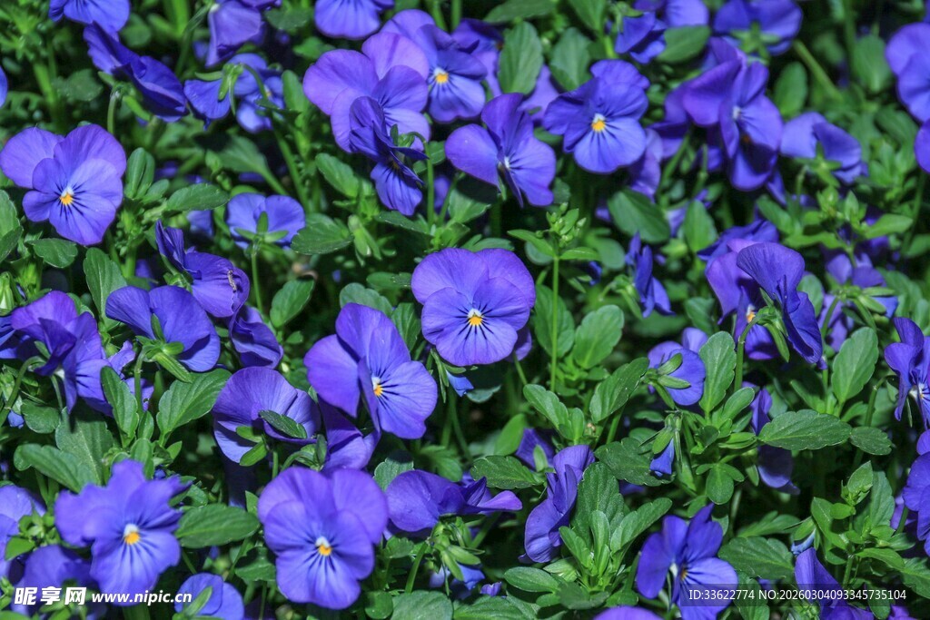 紫色三色堇花海