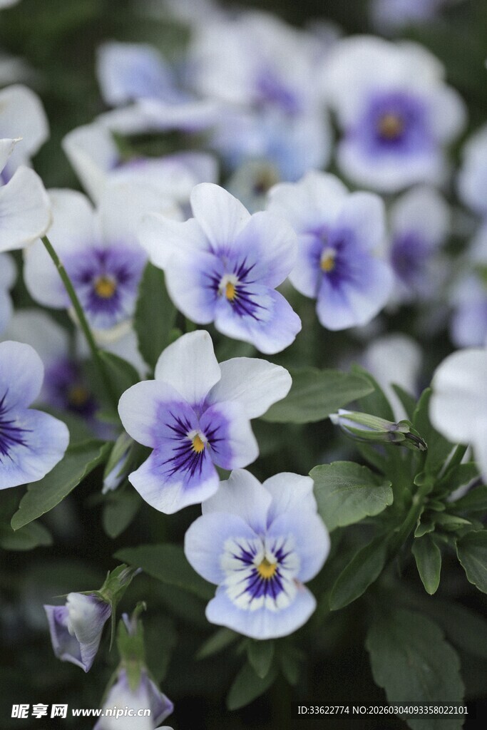 蓝白三色堇花朵特写