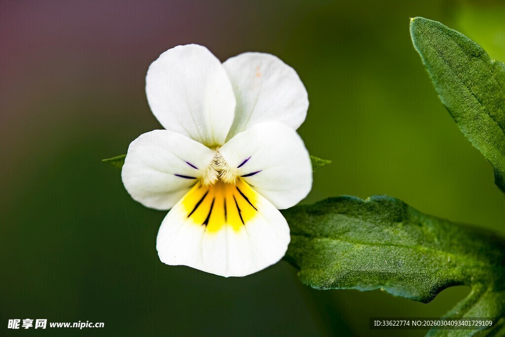 白色三色堇特写