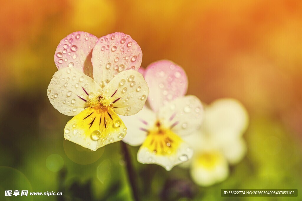 三色堇花卉特写