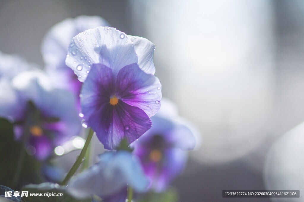 紫色绽放的美丽堇菜花