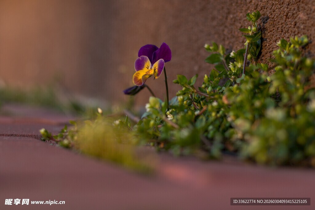 路边绽放的紫色小花