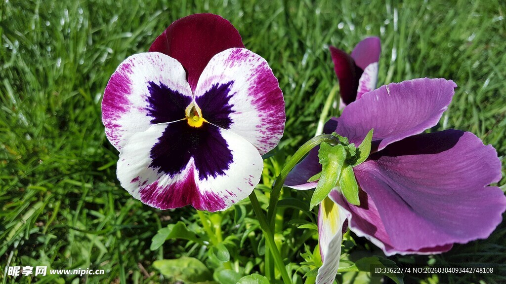 三色堇绽放于翠绿草地