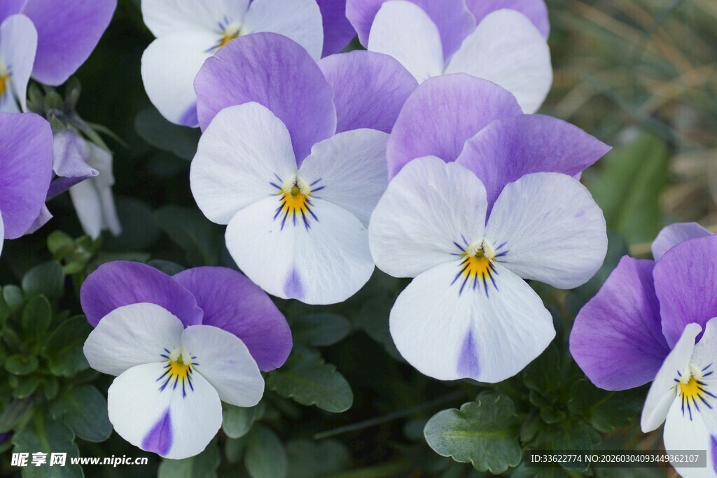 紫白三色堇绽放