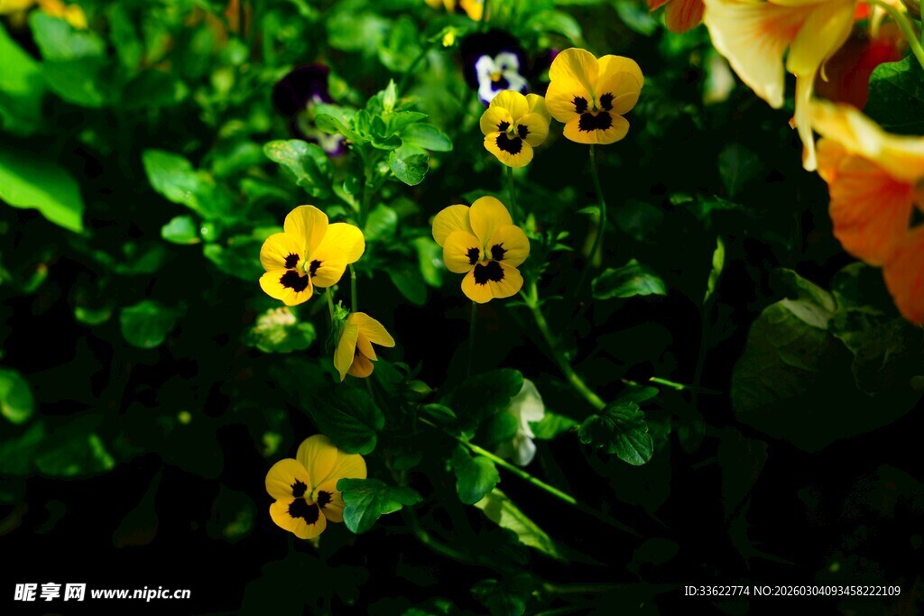黄色三色堇绽放的美丽