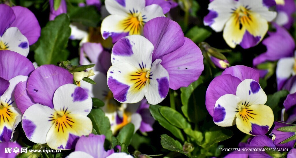 紫白相间三色堇花朵
