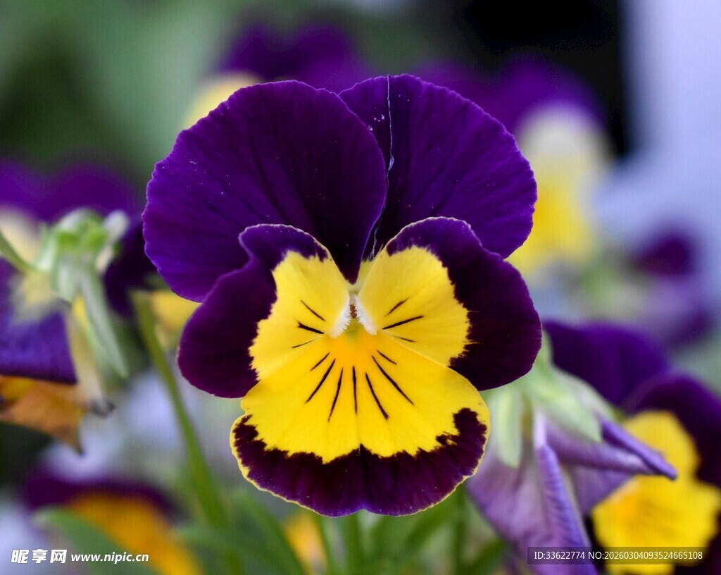 三色堇花卉特写