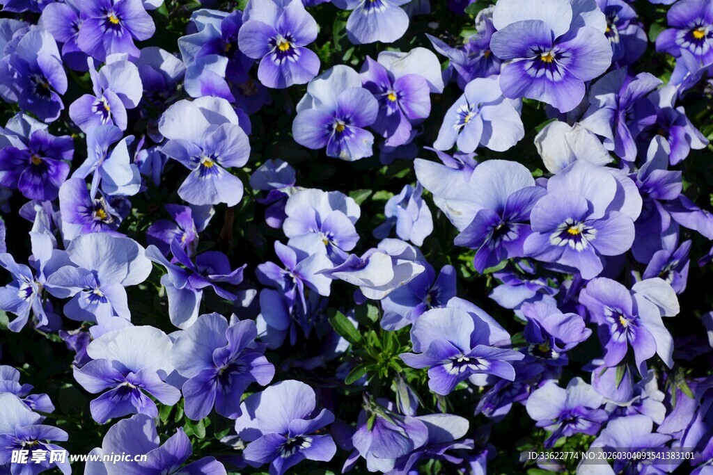 紫色三色堇花卉特写