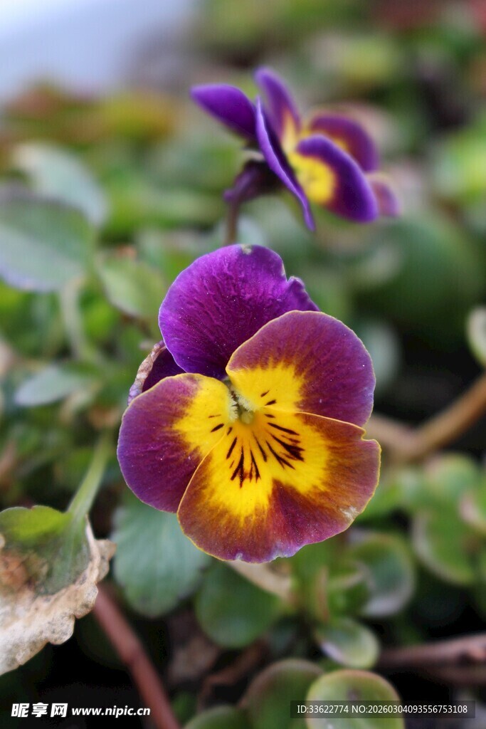 三色堇花朵特写