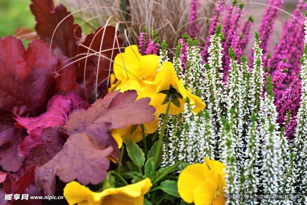 多彩花卉组合装点花园