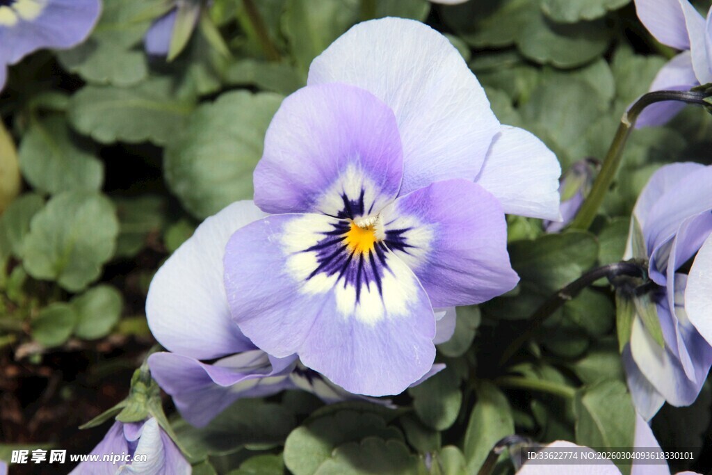 紫色三色堇花朵特写