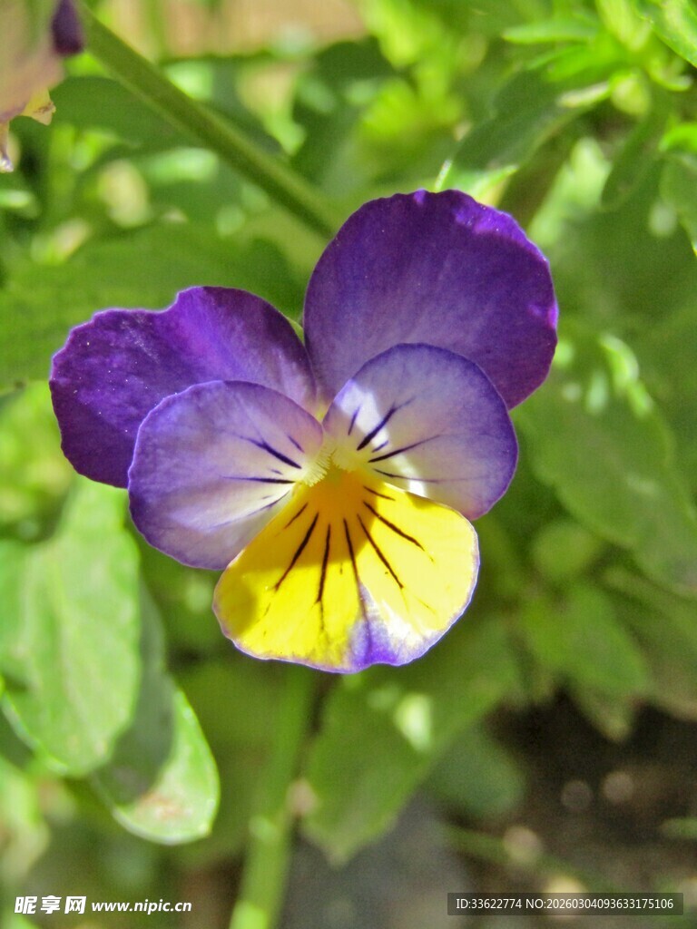 紫色三色堇花朵特写