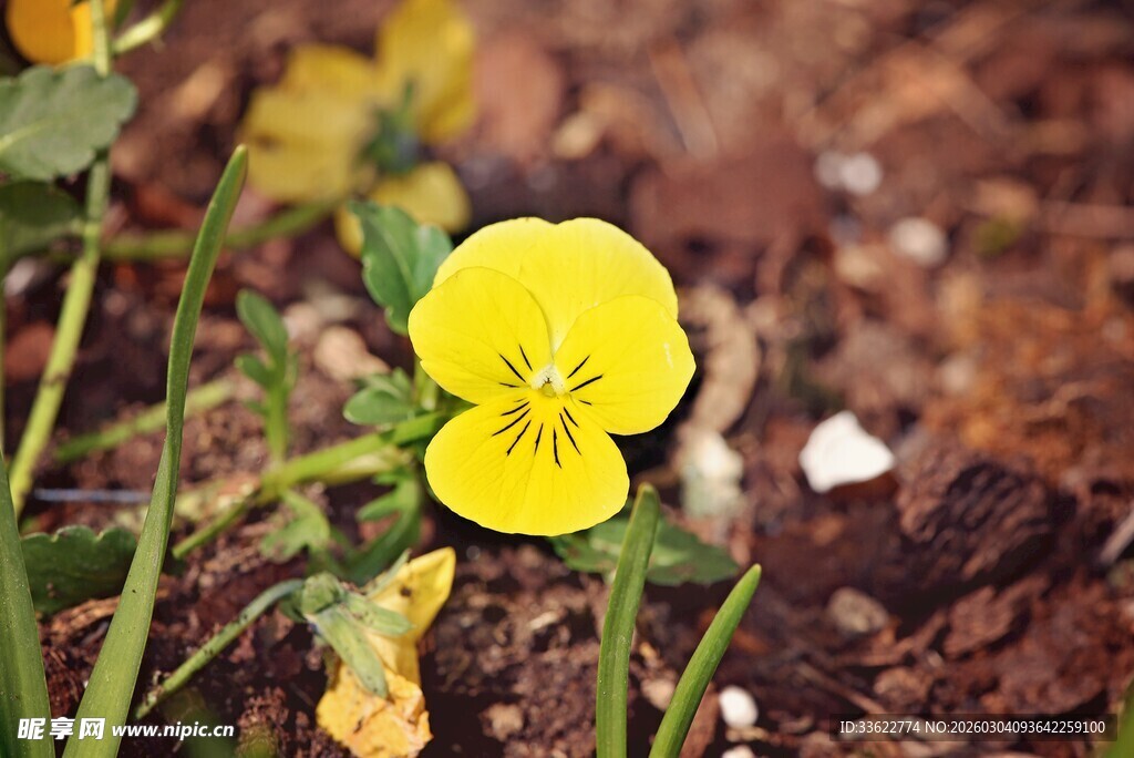 黄色三色堇绽放