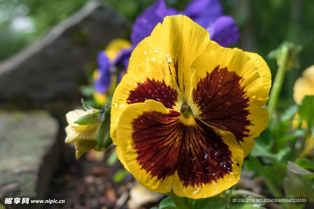 三色堇花朵特写