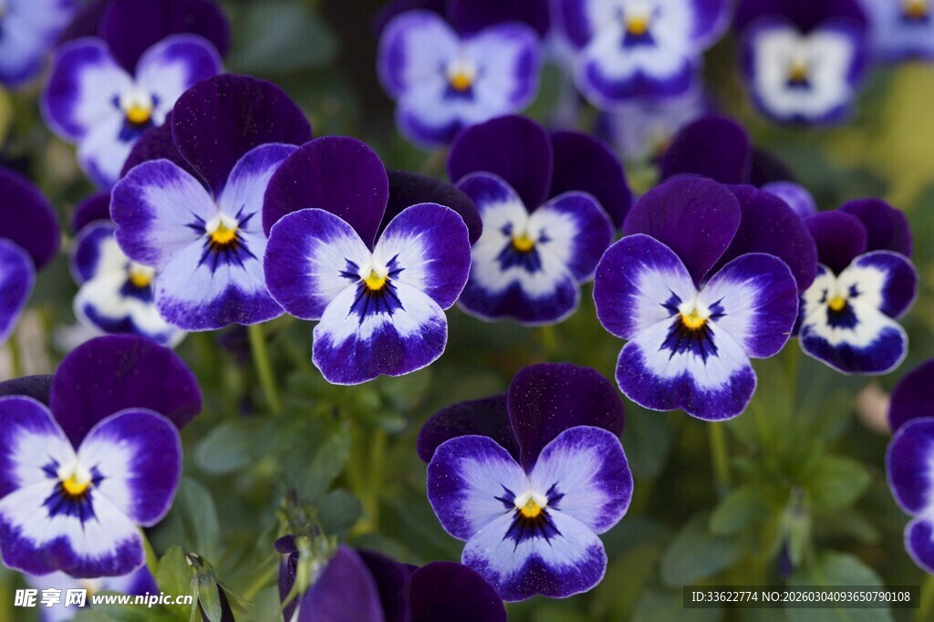 紫色三色堇花卉特写