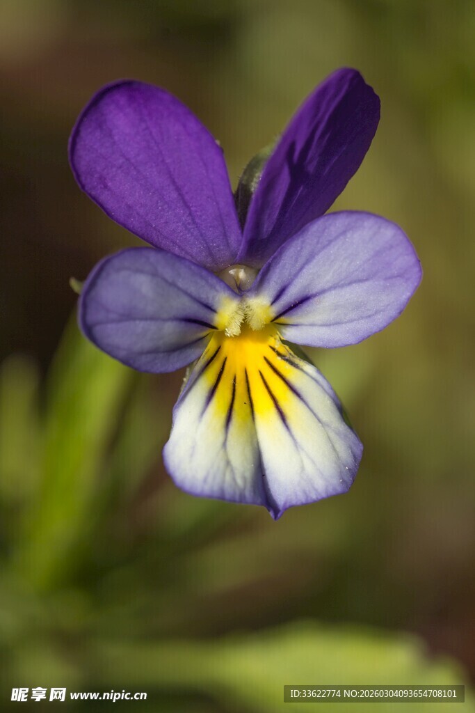 紫色三色堇花朵特写