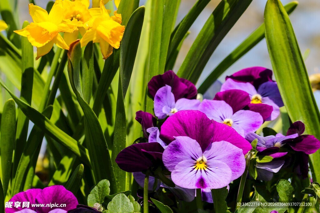 多彩三色堇绽放绿意间