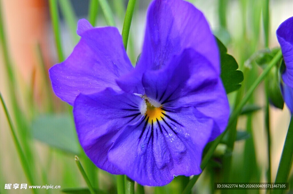 紫色三色堇特写