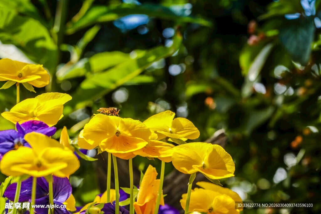 黄紫花卉绽放于绿叶间