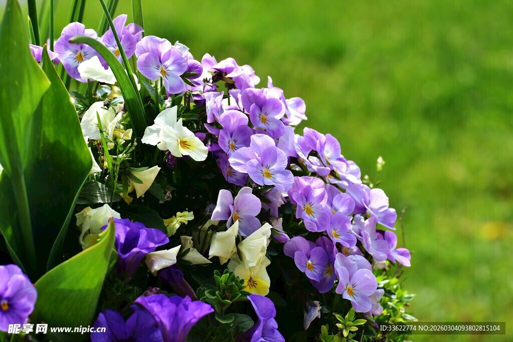 紫色花卉绽放于绿意间