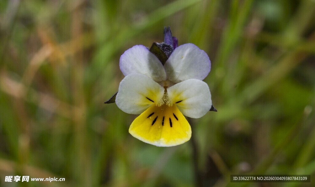 白色堇菜花特写