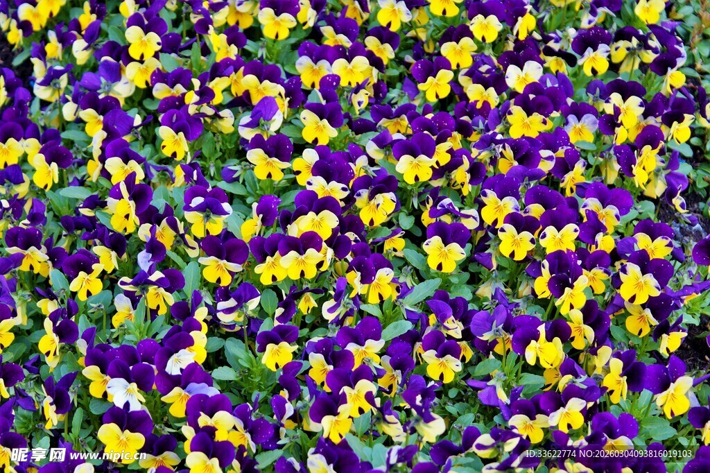 多彩三色堇花海