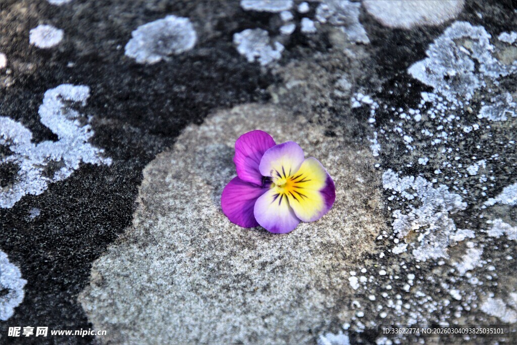 冰雪中绽放的娇艳三色堇