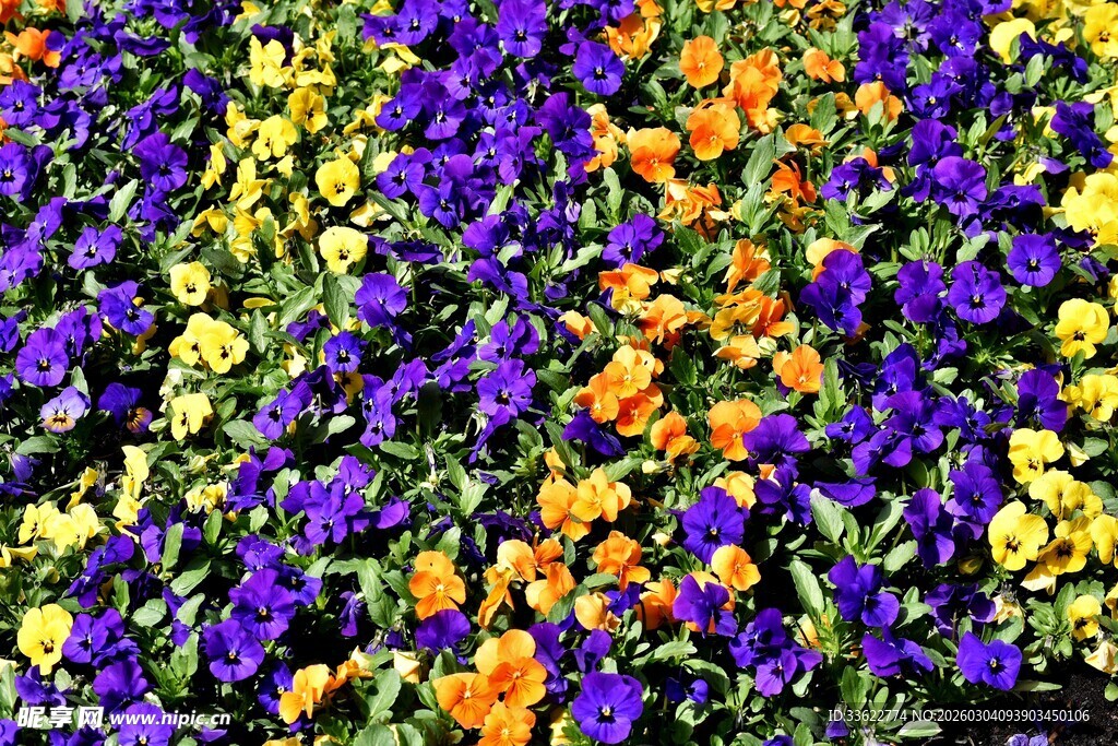 多彩三色堇花卉景观