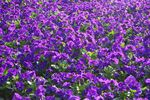 紫色花海美景