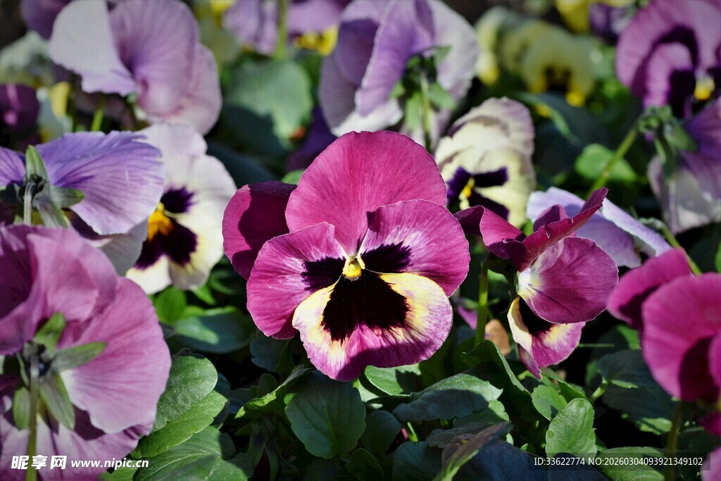 三色堇绽放色彩绚丽