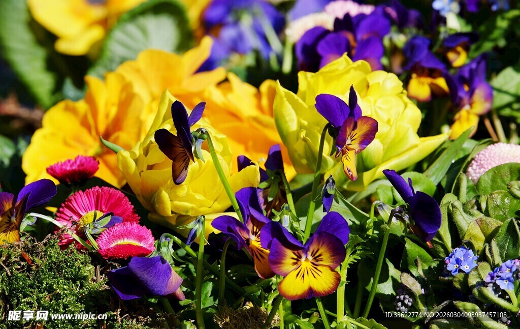 多彩三色堇绽放美丽